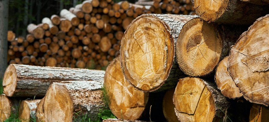 UPFBiH traži od Vijeća ministara BiH hitno donošenje odluke o zabrani izvoza trupaca i uvođenja taksi na izvoz drvnih sortimenata