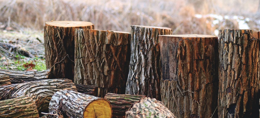 BiH privremeno zabranjuje izvoz oblovine, ogrjevnog drveta i peleta